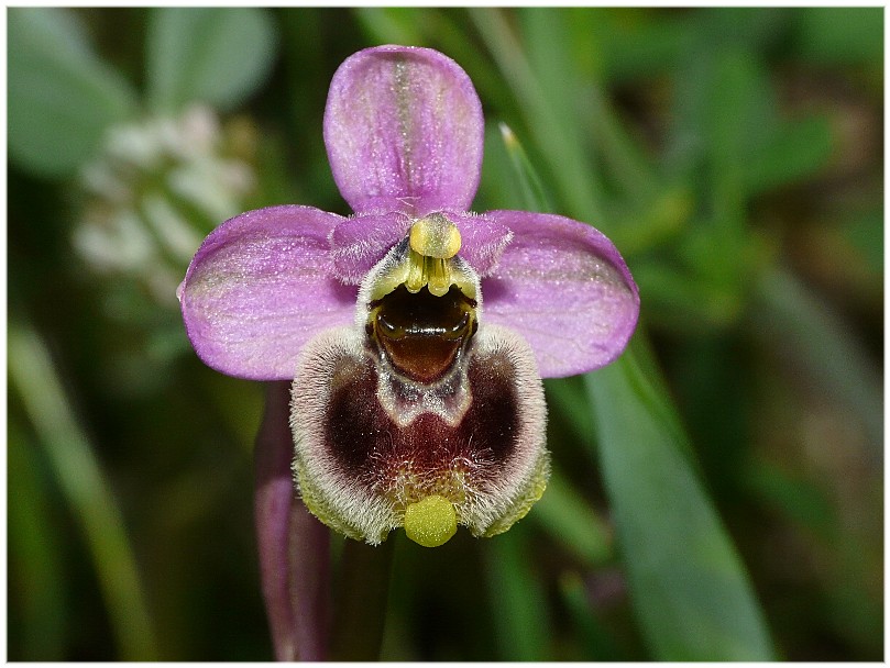 Ophrys tenthredinifera(Macro)